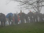 Pikoketa 2011